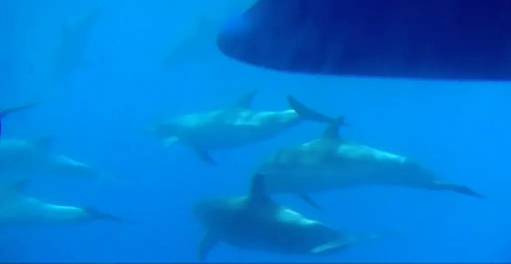 Zifios en Teno-Rasca