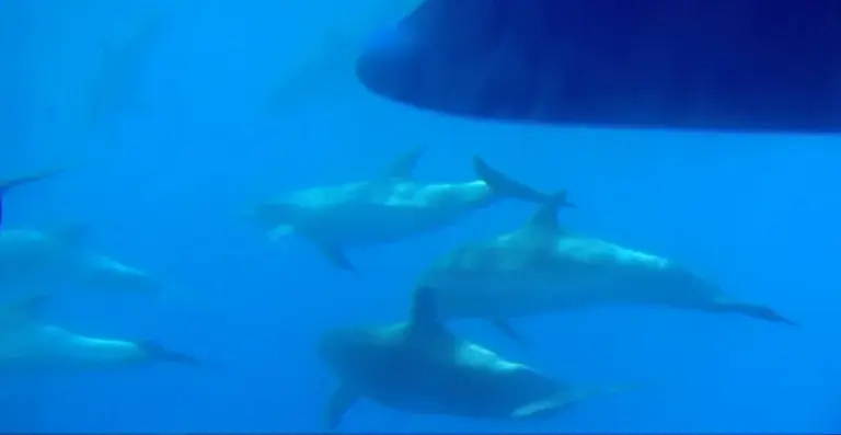 La presión turística pone en riesgo la conservación marina en Teno-Rasca