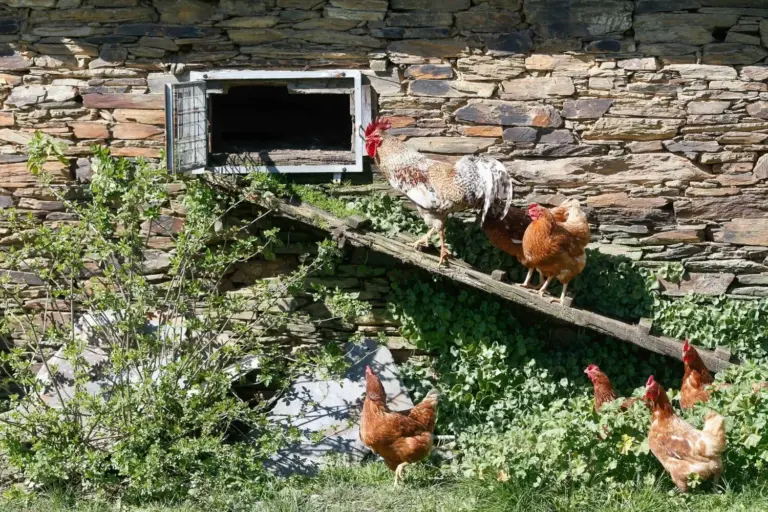 Casi 1.200 municipios confinan a sus aves por la gripe aviar