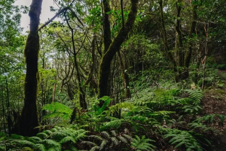 Tenerife estrena el céntimo forestal