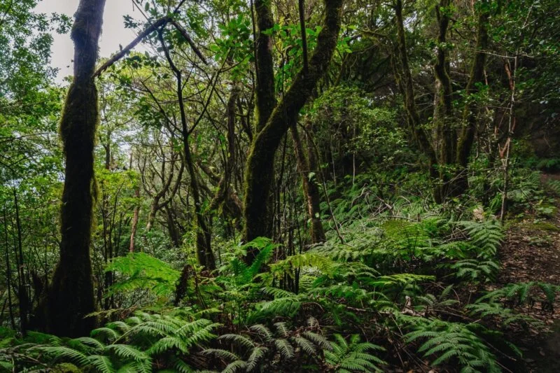 Tenerife estrena el céntimo forestal. RTVC