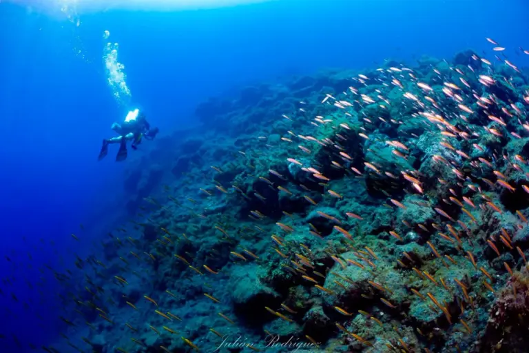 La ULL confirma la rápida recuperación de la biodiversidad marina en los deltas del Tajogaite