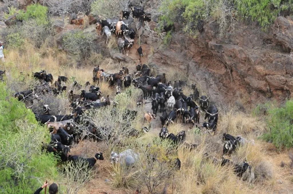 Lanzarote multiplica por cinco la dotación de las ayudas ganaderas