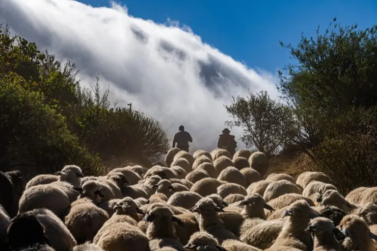 Ganaderos de Gran Canaria refuerzan la prevención de incendios con ‘ovejas y cabras bombero’