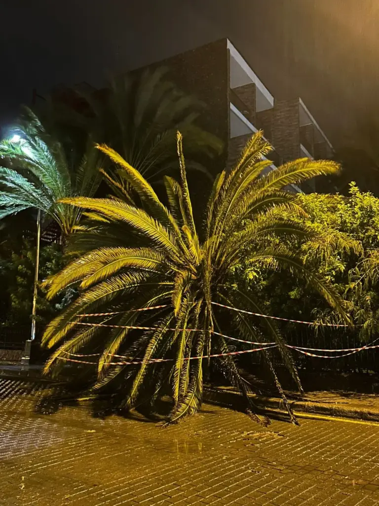 Palmera caída en Meloneras, en el sur de Gran Canaria, por las precipitacionesy fuertes rachas de viento de la borrasca Claudia. Javier Cruz