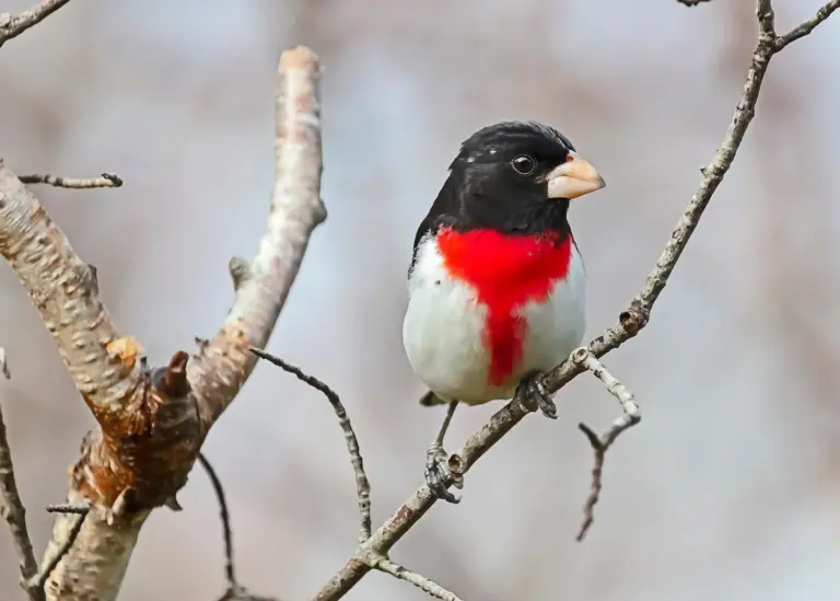 Dos aves raras recalan en Canarias tras el paso del huracán Leslie