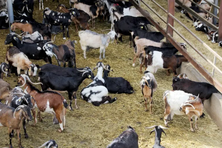 Canarias transferirá ocho millones de euros del POSEI a ganaderos y agricultores