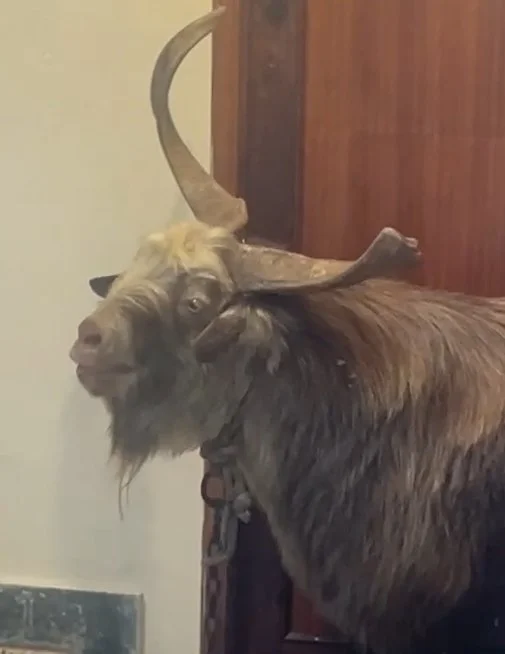 Un chivato se cuela en las oficinas de Servicios Sociales de Puntagorda