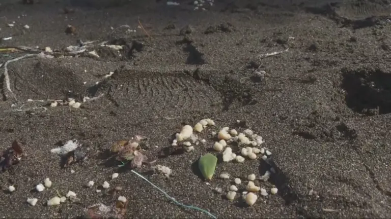 La causa del cierre de las playas de Gran Canaria es un vertido ilegal de gas sulfhídrico que mata a los peces