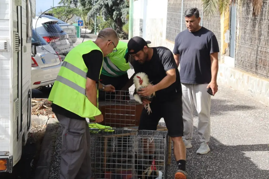 Puerto de la Cruz retira una colonia de gallos y gallinas salvajes 