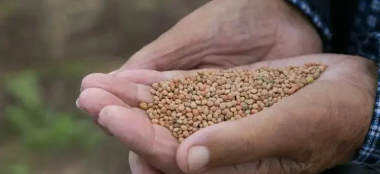 ‘La Maleta’ despliega un viaje por las raíces canarias y defiende el cultivo de la lenteja majorera