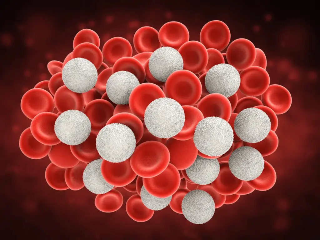Las enfermedades de la sangre: claves para entender la función de los glóbulos rojos