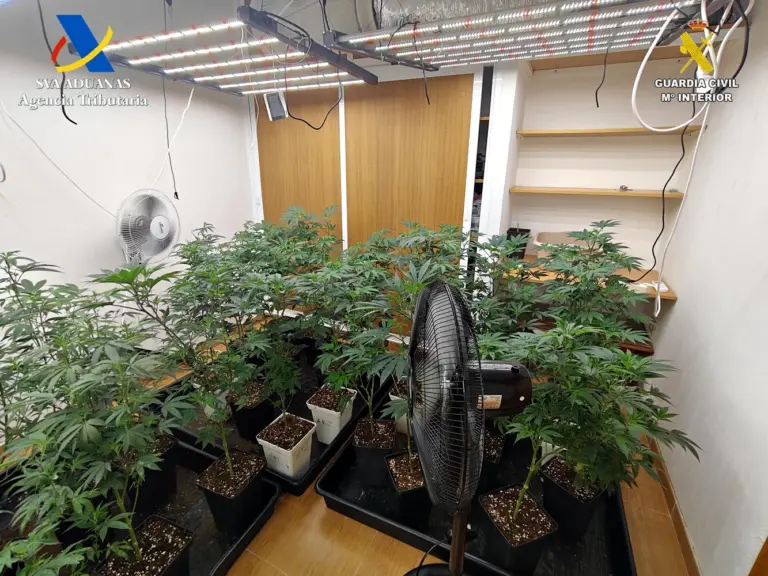 Desarticulado en Tenerife un grupo criminal dedicado al tráfico de drogas a través de asociaciones cannábicas