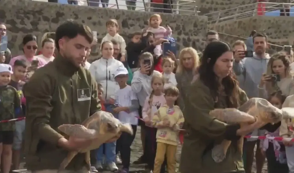Tres tortugas bobas vuelven al mar en el norte de Gran Canaria