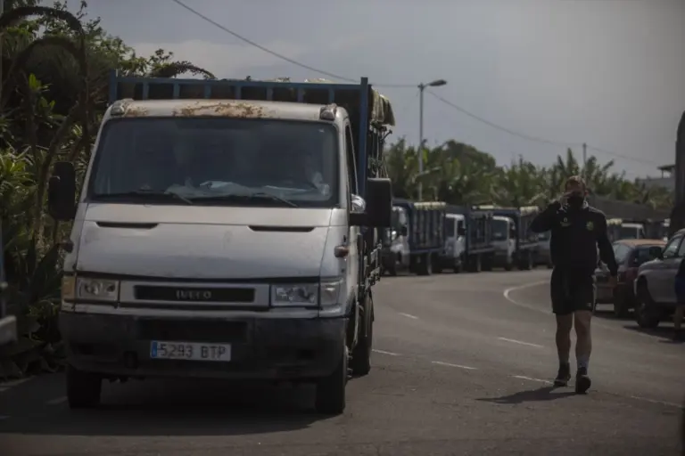 La Palma inicia el pago de ayudas a productores de plátano afectados por la erupción