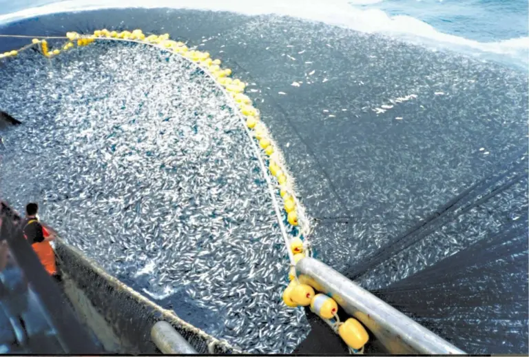 Las cofradías rechazan la pesca de cerco de atún en Canarias