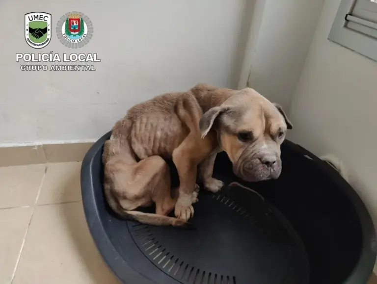Una pareja mata a su perro de hambre y sed en Las Palmas de Gran Canaria