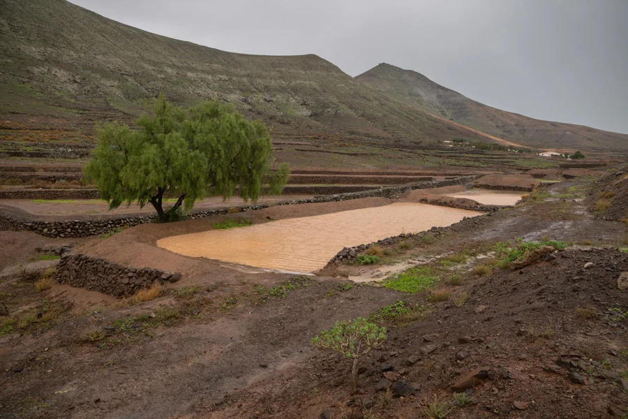 Gavias en Fuerteventura. Imagen EFE