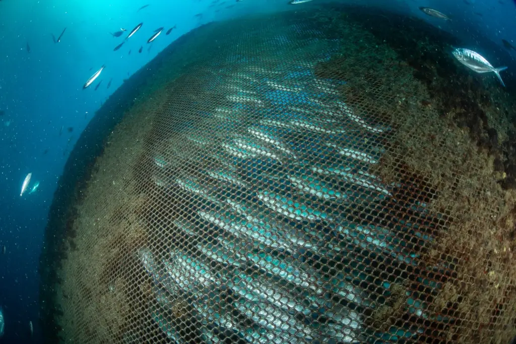 Greenpeace se suma a la cadena humana contra las jaulas marinas en Telde