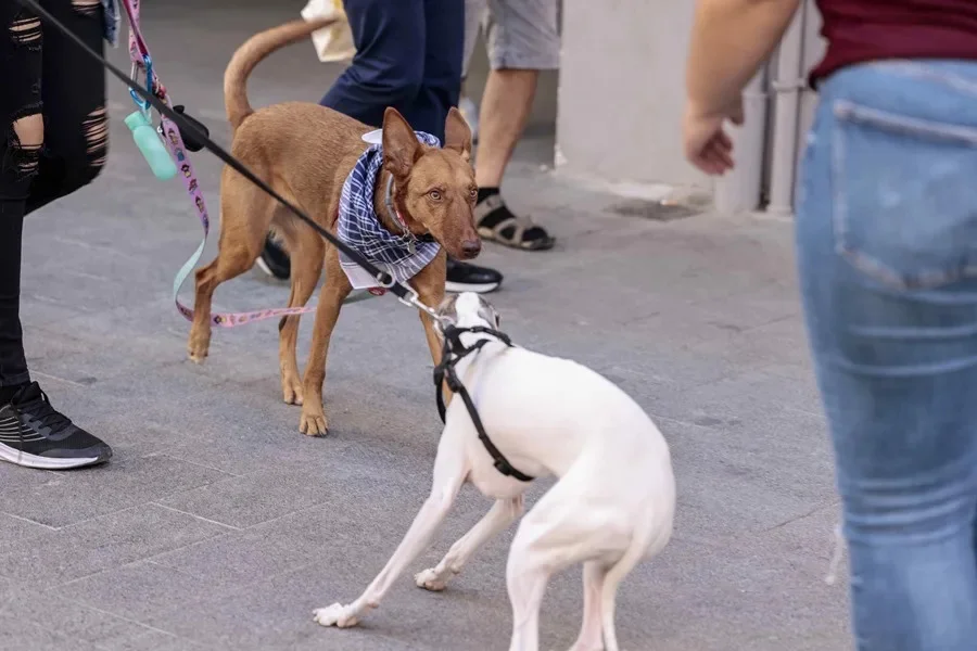 La Nochevieja y el perjudicial efecto de los petardos en algunos animales. Imagen de dos perros. EFE/ Ana Escobar