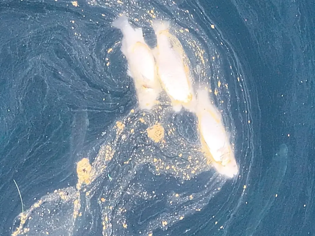 Imagen de la contaminación marina captada durante una inspección aérea de UNIDRON