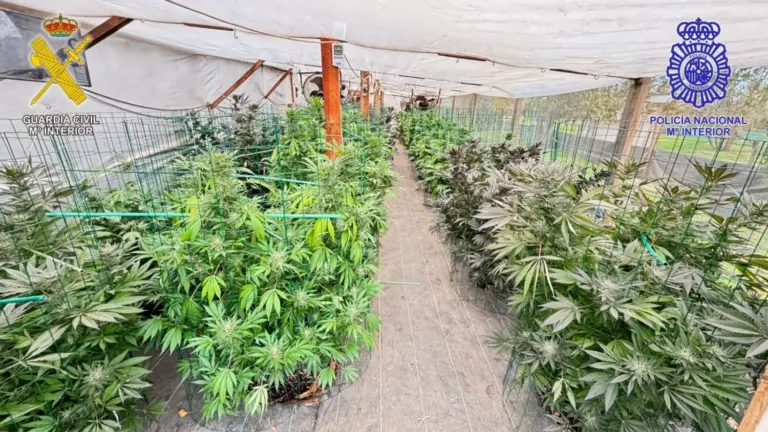 Detenidas dos personas tras desarticular un punto de venta clandestino de marihuana