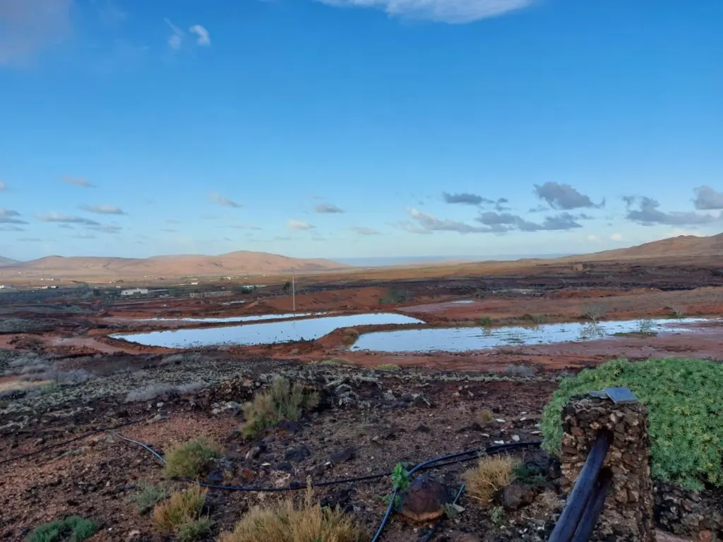 Gavia de Fuerteventura