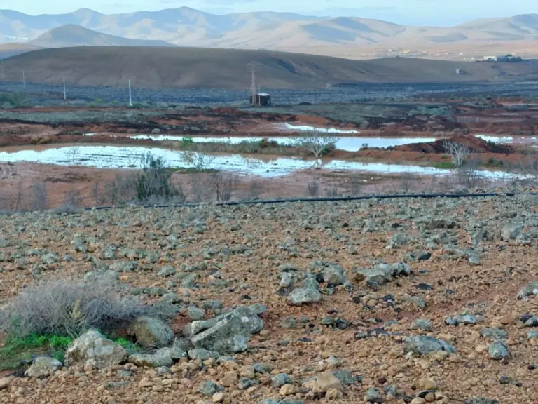 Fuerteventura recupera más de mil gavias y sistemas de cultivo en 2025
