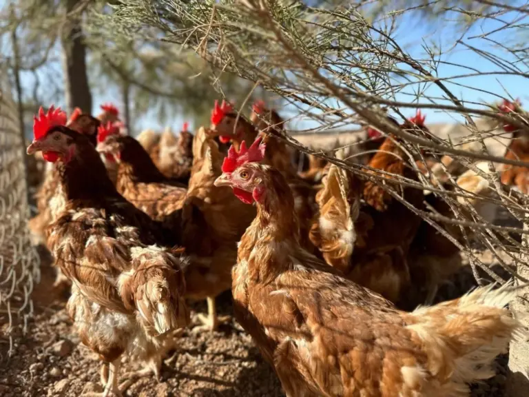 Canarias convoca las subvenciones del POSEI destinadas a la producción local de huevos de gallina
