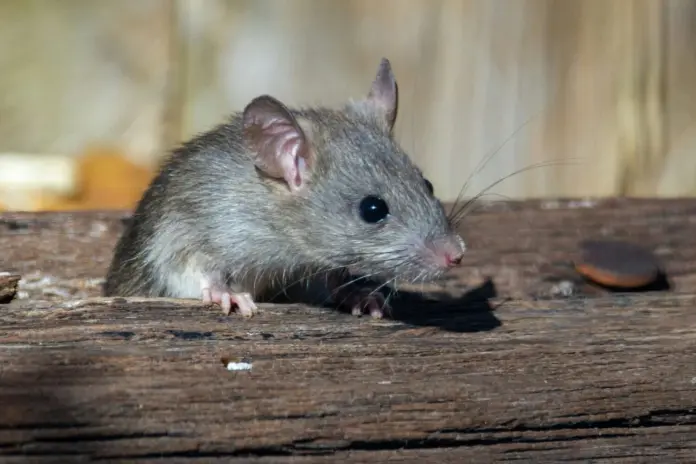 Vecinos de una calle de La Orotava conviven con ratas