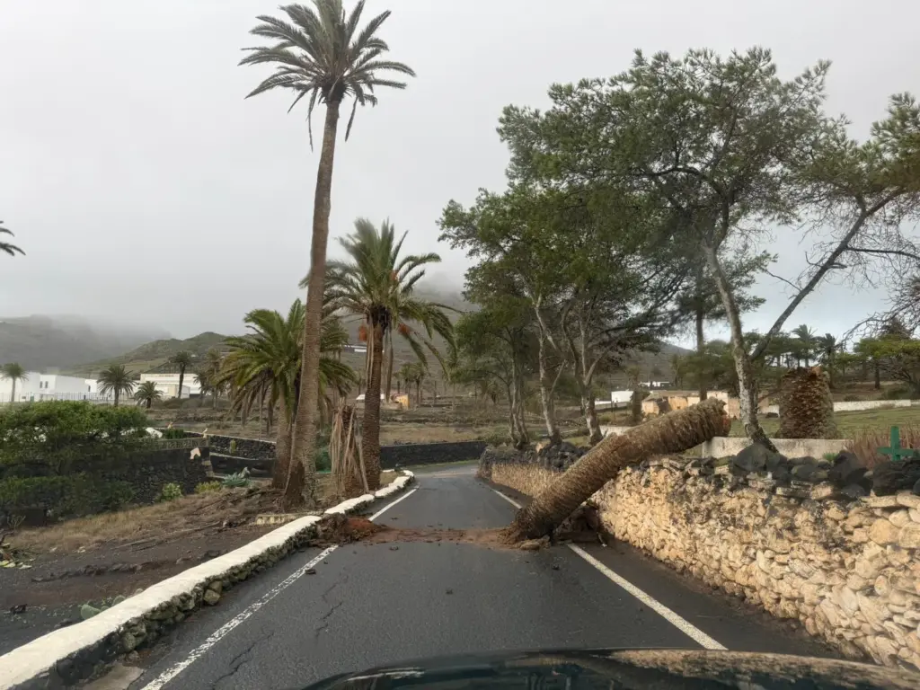 Palmera caída en Teseguite