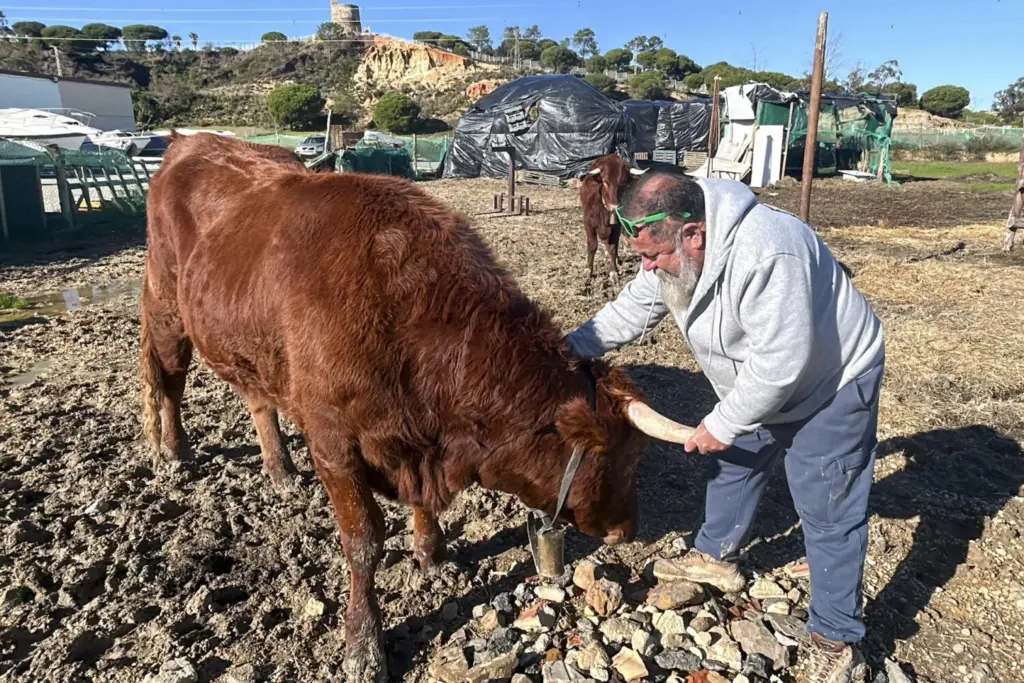 José Antonio Oria, vecino de Lepe, tiene a dos vacas como animales de compañía, en el único caso que se conoce en Andalucía y de los pocos en el mundo. Hace dos años las salvó recién nacidas de ser sacrificadas, y ahora, en su finca de la localidad onubense, las dos son parte de la familia de su dueño, con pasaportes y microchips de identidad incluidos.