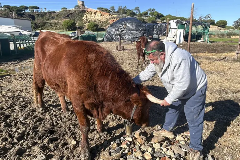 Salva a dos vacas del sacrificio inscribiéndolas como animales de compañía