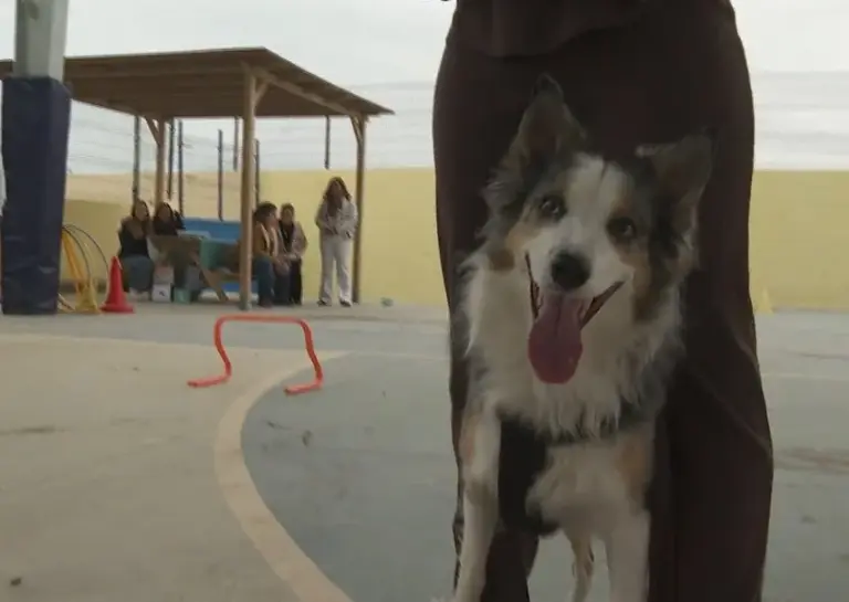 El IES San Diego de Alcalá impulsa “Repartiendo Korazones” para fortalecer la conexión emocional con animales