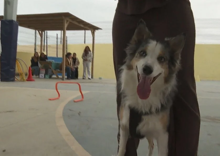 El IES San Diego de Alcalá impulsa “Repartiendo Korazones” para fortalecer la conexión emocional con animales