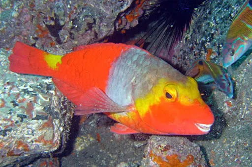 el pez Vieja, emblemático de Canarias, será protagonista en Madrid Fusión este mes de febrero