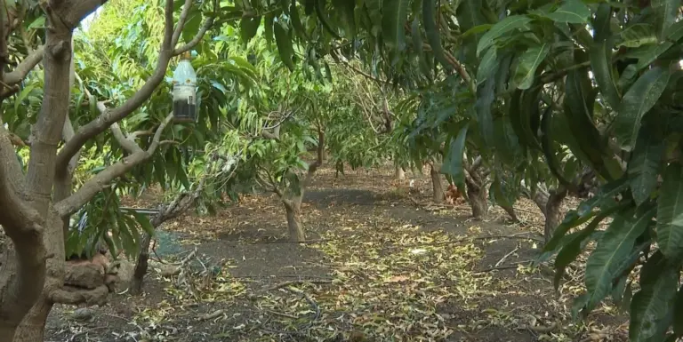 Los agricultores están satisfechos con las últimas lluvias