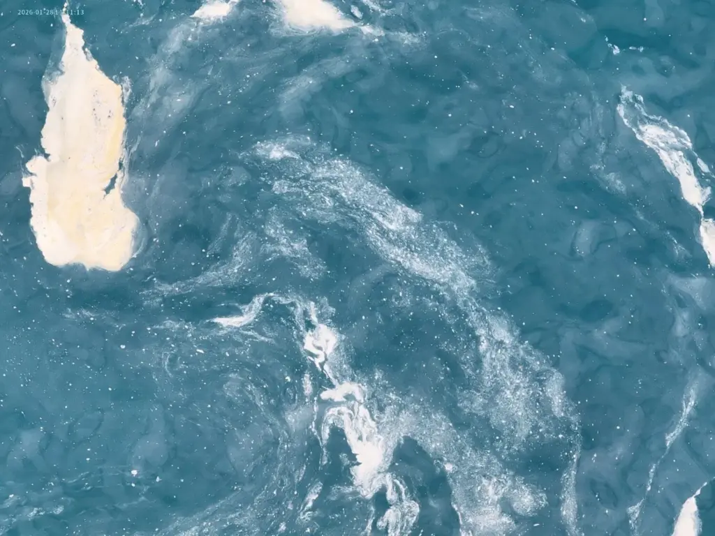 Telde denuncia nuevas manchas de residuos en el litoral y más peces muertos en las jaulas