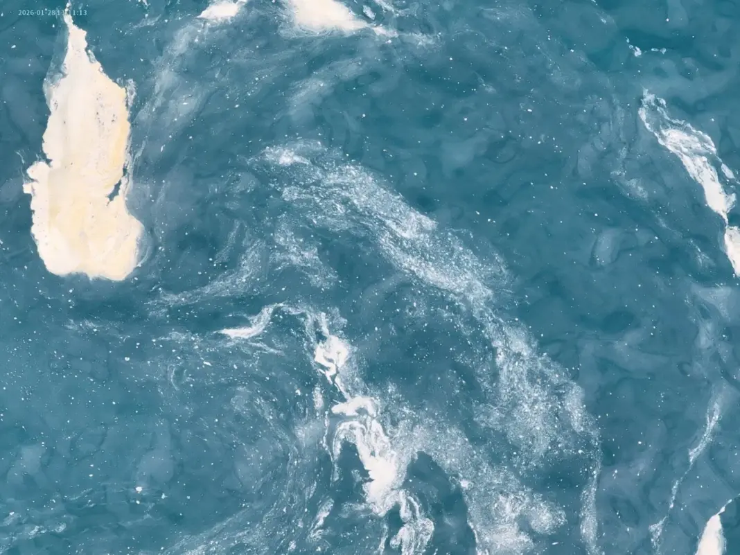 Telde denuncia nuevas manchas de residuos en el litoral y más peces muertos en las jaulas