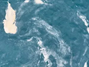 Telde denuncia nuevas manchas de residuos en el litoral y más peces muertos en las jaulas