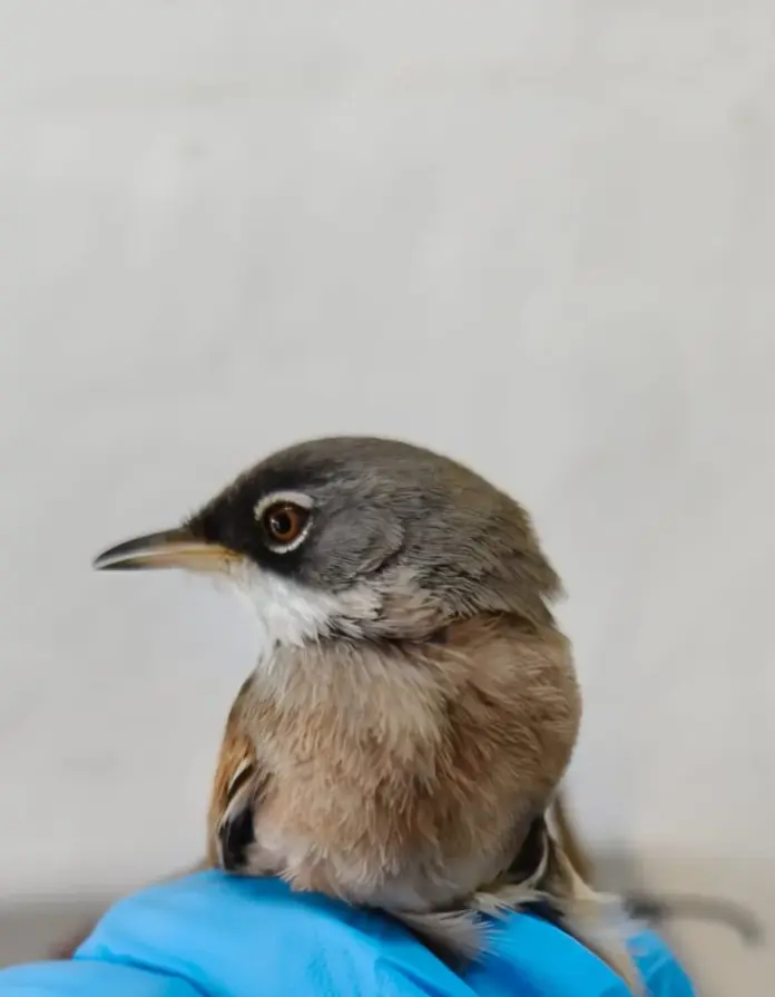 Pájaro rescatado en Fuerteventura
