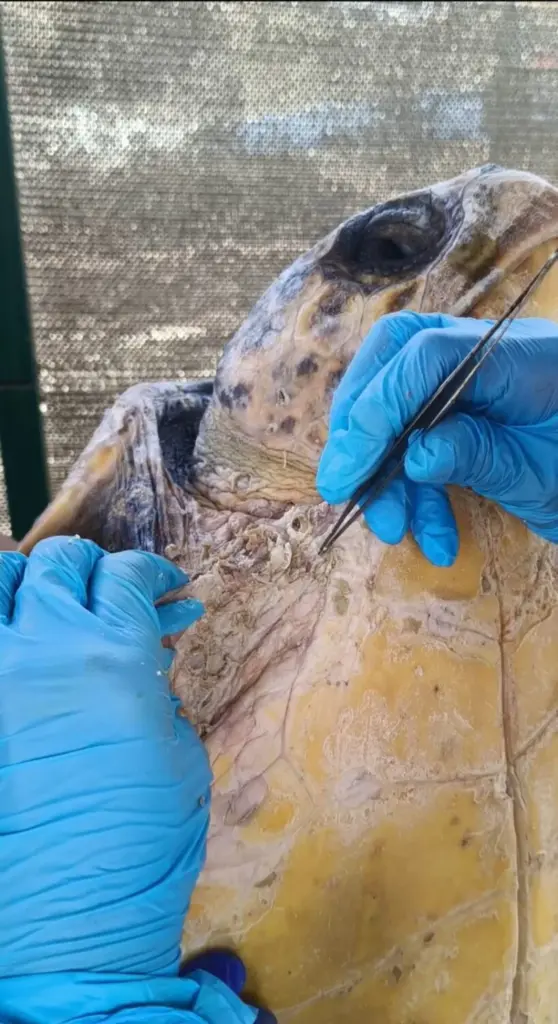 Atención veterinaria a una tortuga en Fuerteventura