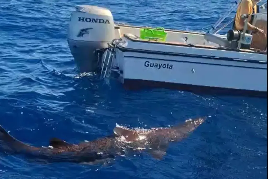 Avistamiento del tiburón duente en aguas de Canarias