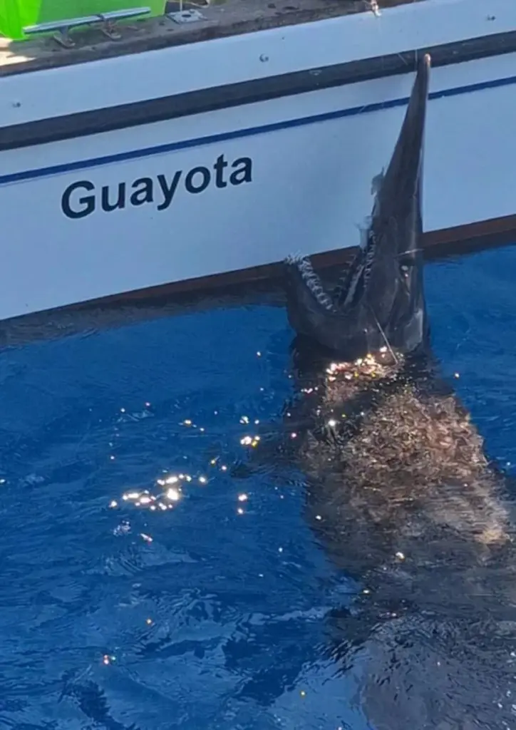 Imagen del tiburón duende, una rara especie, localizada en aguas canarias / Universidad de La Laguna