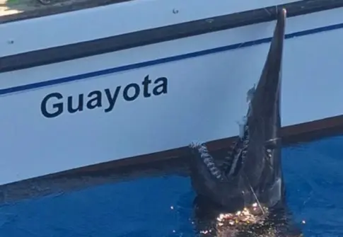 Localizan un tiburón duende en aguas de Canarias