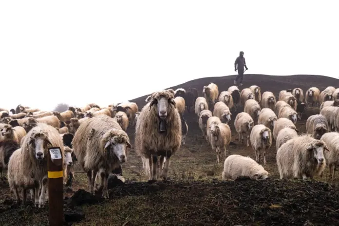 Más de 400 ovejas de la Quesería Cortijo atraviesan los caminos reales cumpliendo con una tradición que han heredado los hijos de Pepe El de Pavón