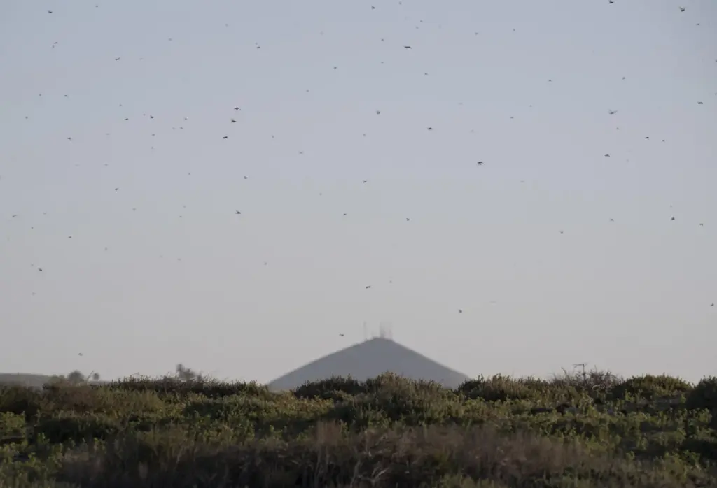 Este martes han aparecido en varios puntos de Lanzarote cientos de ejemplares de langosta africana. EFE/Adriel Perdomo