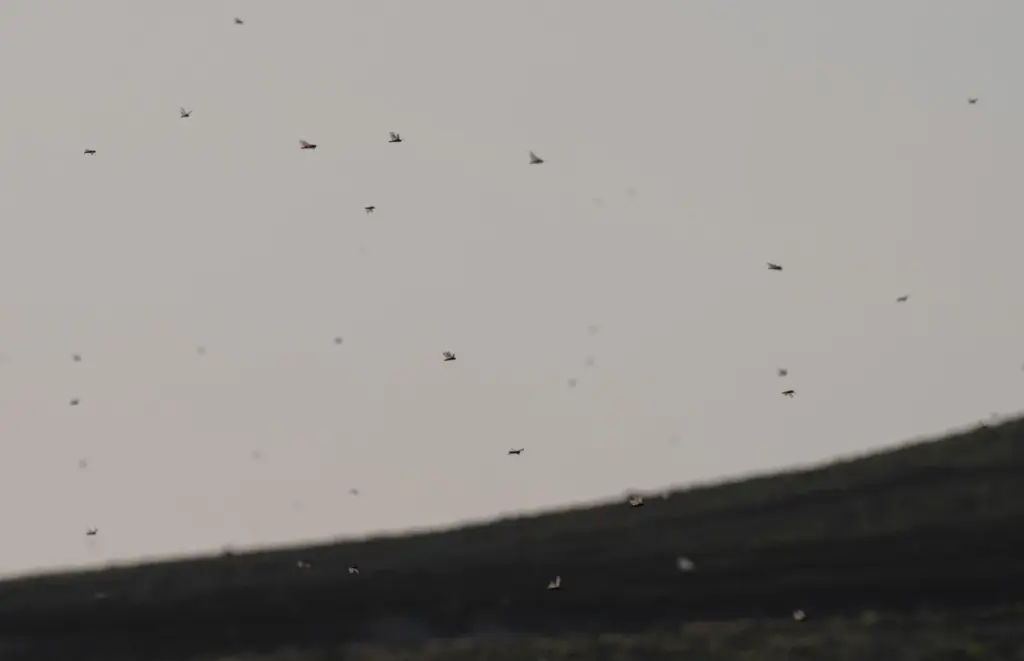 Este martes han aparecido en varios puntos de Lanzarote cientos de ejemplares de langosta africana. EFE/Adriel Perdomo