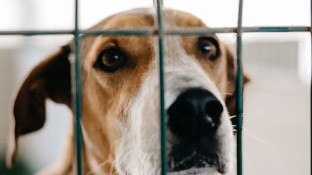 Tenerife hará una convocatoria competitiva para albergues de animales y no ayudas directas