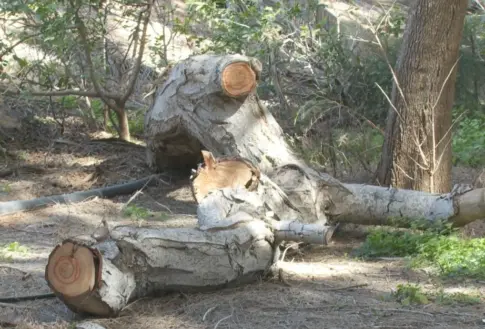 Alertan sobre troncos cortados en Pájara que ponen en riesgo la seguridad de la población